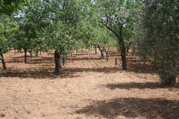 For sale Ruin Noto #32T n.2