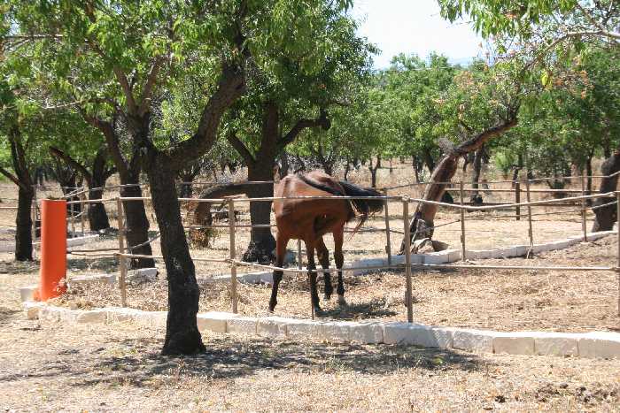 For sale Agritourism Noto #68AG n.3