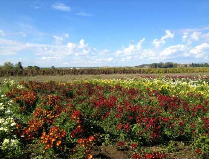 For sale Agritourism Noto #1T n.4