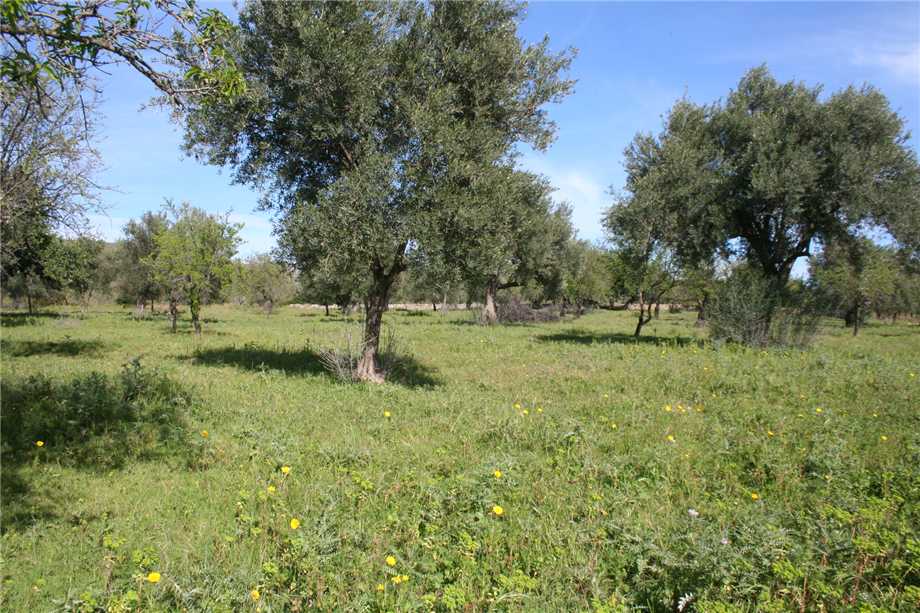 For sale Ruin Noto #46T n.4