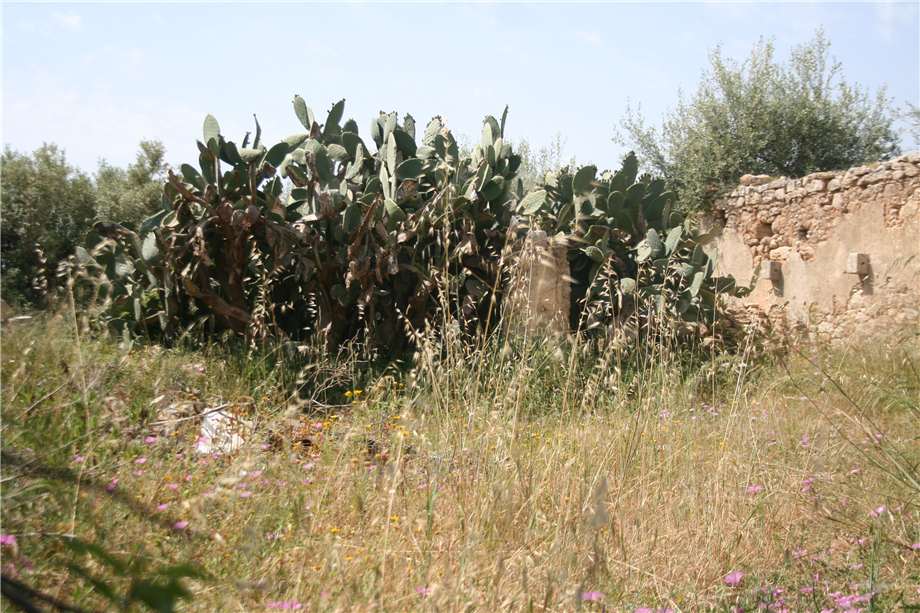 For sale Ruin Noto #32T n.6