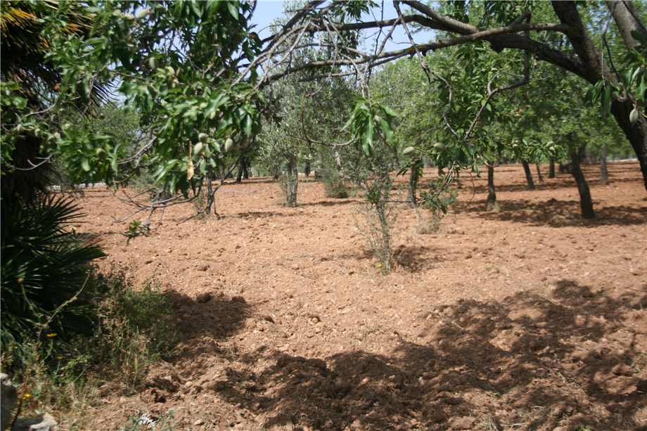For sale Ruin Noto #32T n.8