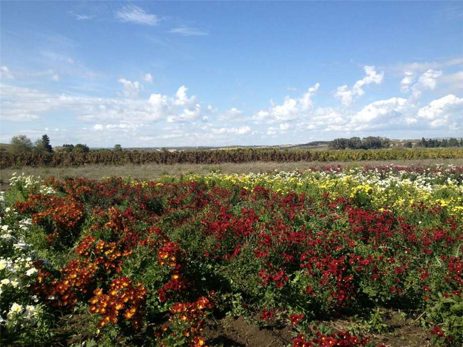 For sale Agritourism Noto #1T n.16