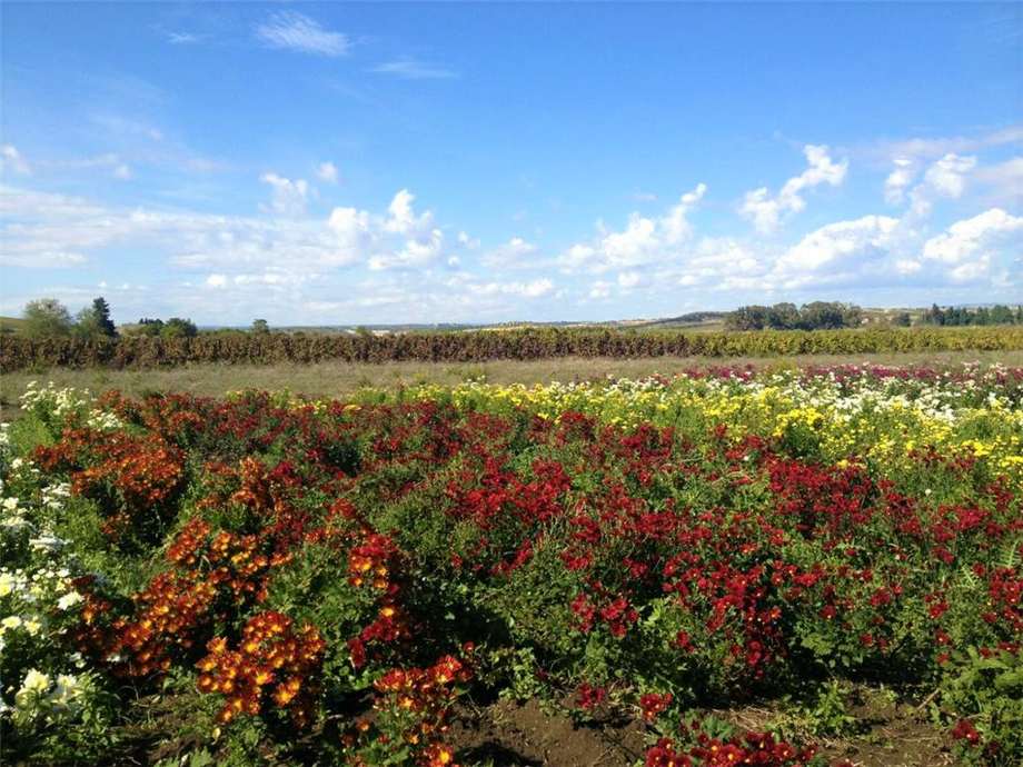 For sale Agritourism Noto #1T n.19