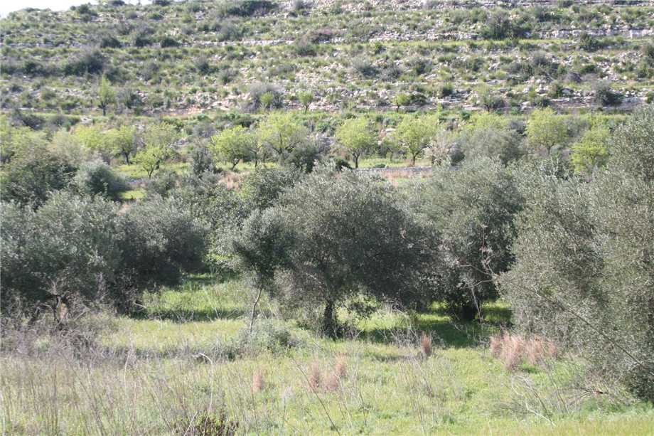 For sale Ruin Noto #46T n.16