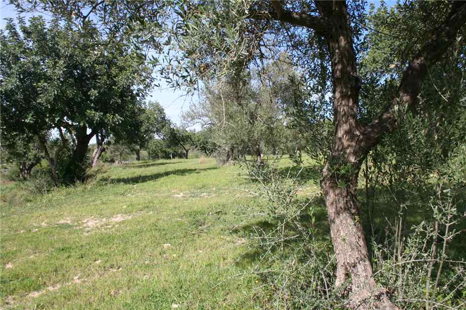 For sale Ruin Noto #46T n.17