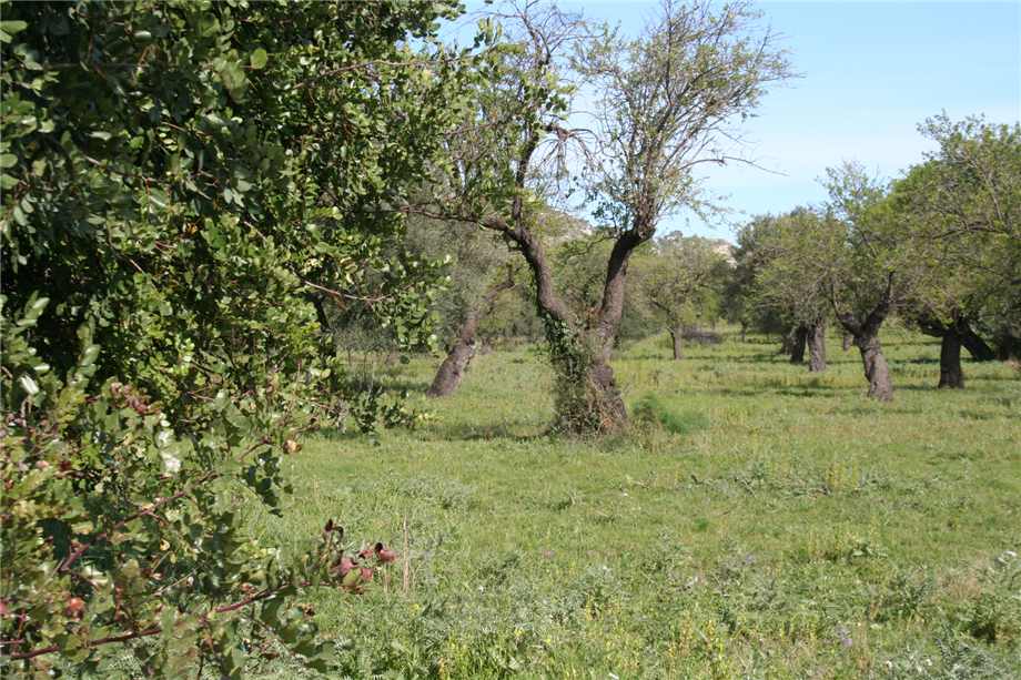 For sale Ruin Noto #46T n.18