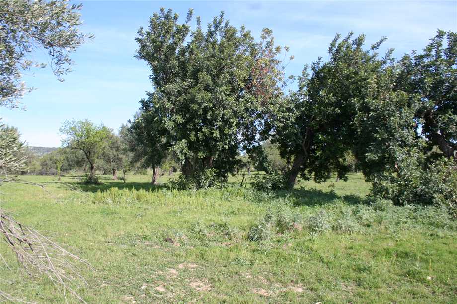 For sale Ruin Noto #46T n.19