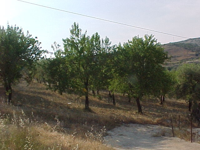 Vendita Terreno Avola #131T n.7