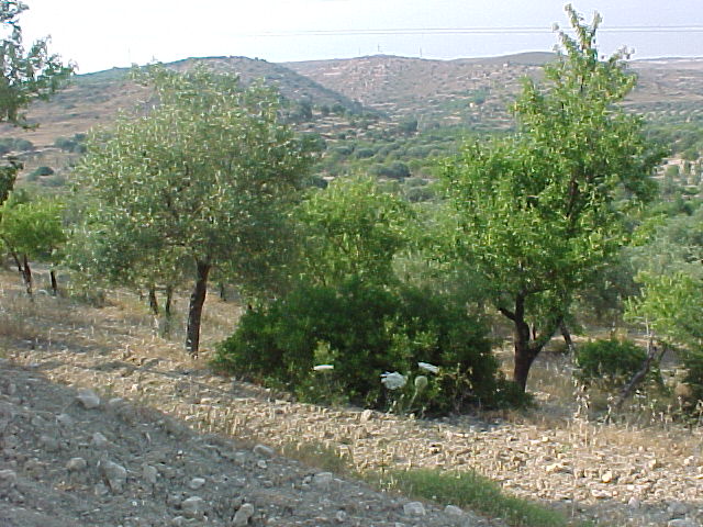 Vendita Terreno Avola #131T n.9