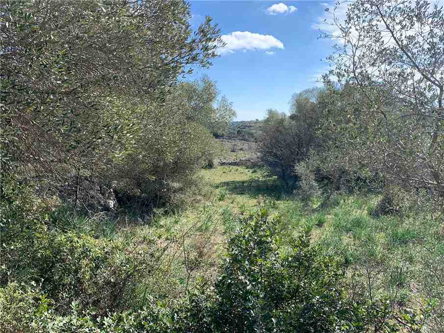 For sale Ruin Avola #14T n.10