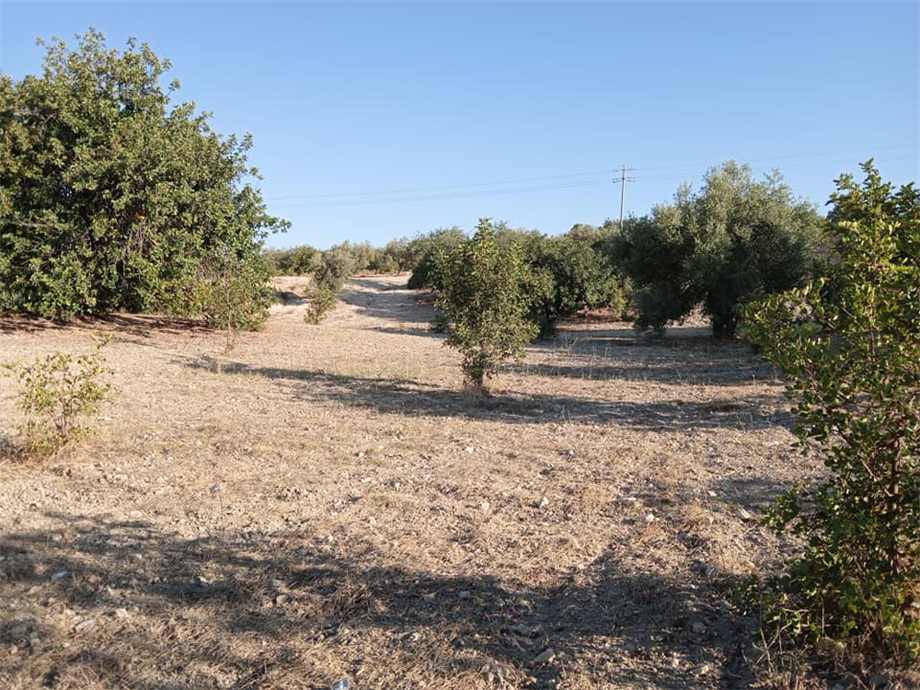 Vendita Terreno Noto #195T n.10